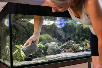Czyszczenie i wymiana wody w akwarium – praktyczny przewodnik