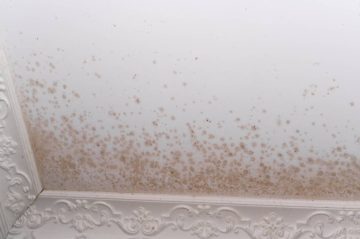 Pleśń na suficie – jak skutecznie pozbyć się  problemu?