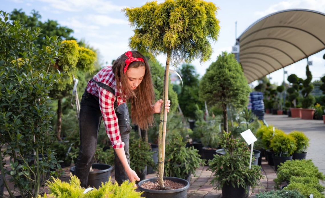 Drzewa do donic na taras