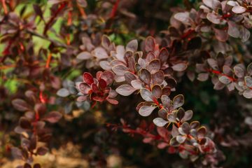 Krzewy cierniste na żywopłot - rośliny kolczaste o funkcji obronnej