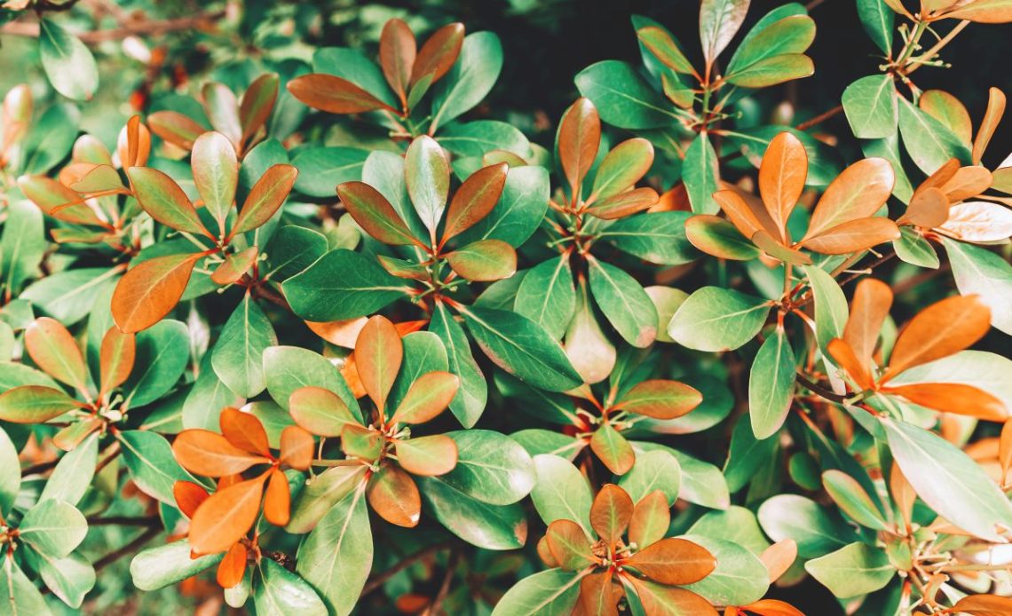 Krzewy o kolorowych liściach