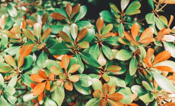 Krzewy o kolorowych liściach - rośliny na barwny żywopłot