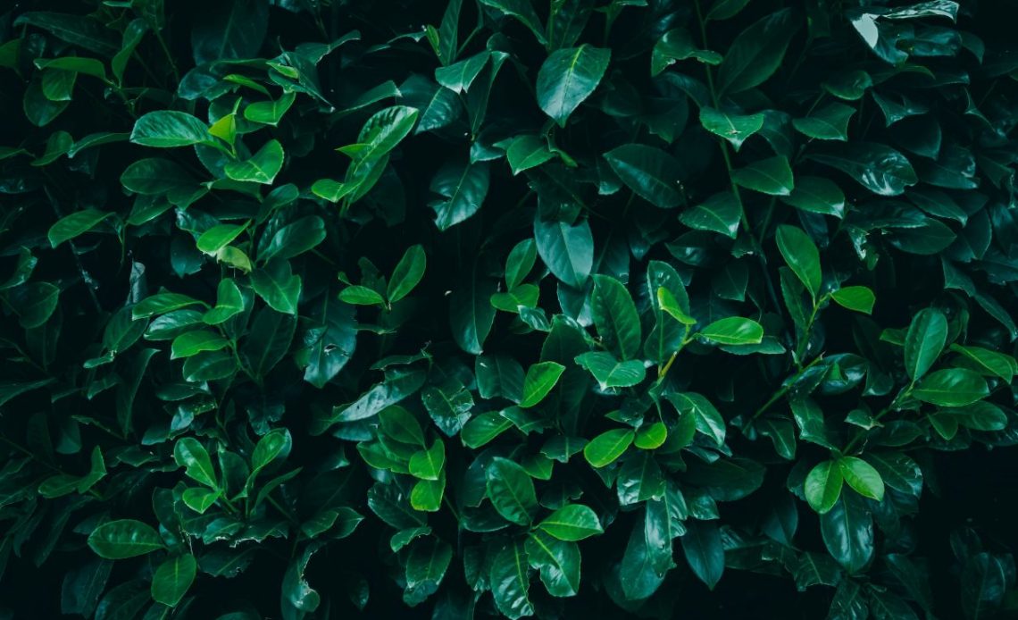 Laurowiśnia na żywopłot