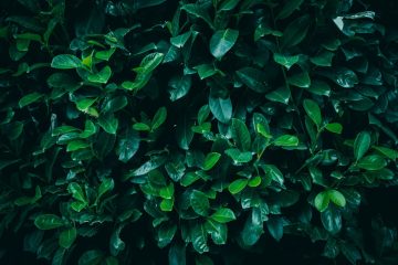 Laurowiśnia na żywopłot - zimozielona osłona przez cały rok