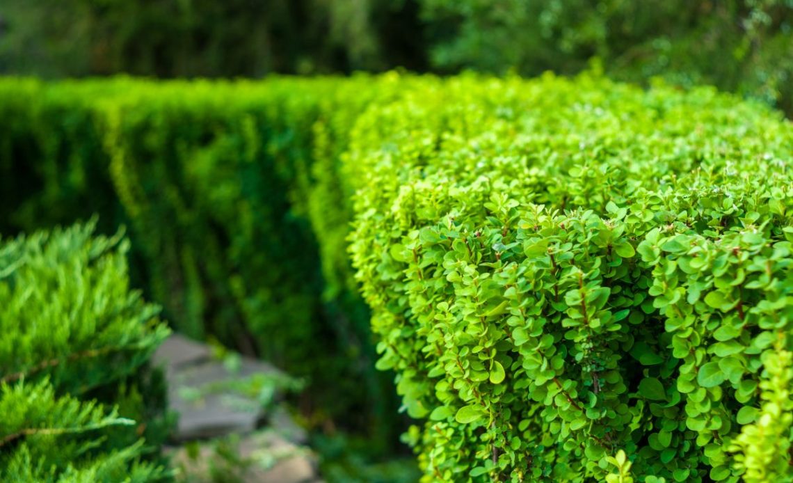 Miniaturowe żywopłoty