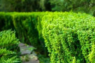 Miniaturowe żywopłoty - niskie rośliny na obwódki w ogrodzie