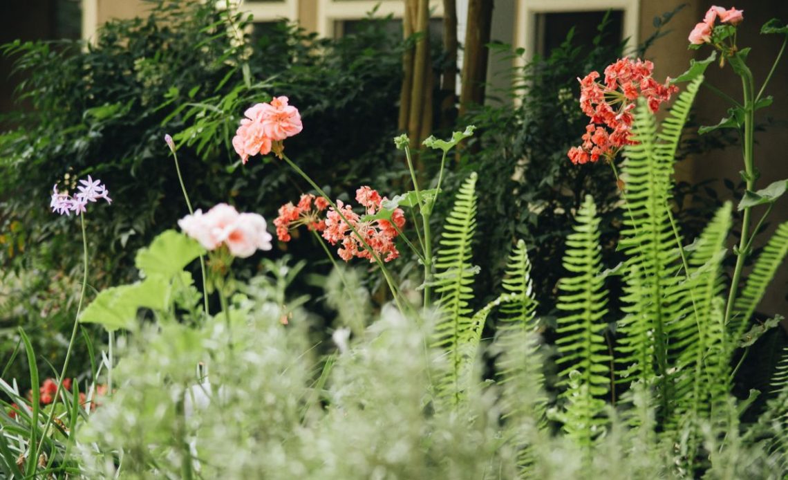 Rośliny wokół tarasu