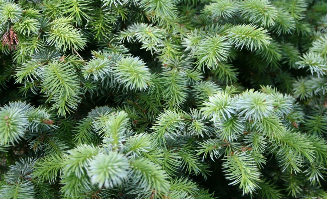 Świerk pospolity na żywopłot