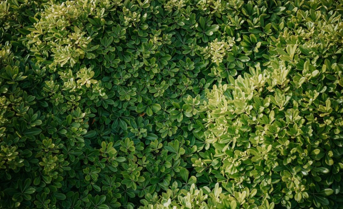 Żywopłot nieformowany