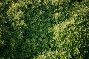 Żywopłot nieformowany - rośliny na swobodnie rosnący szpaler.