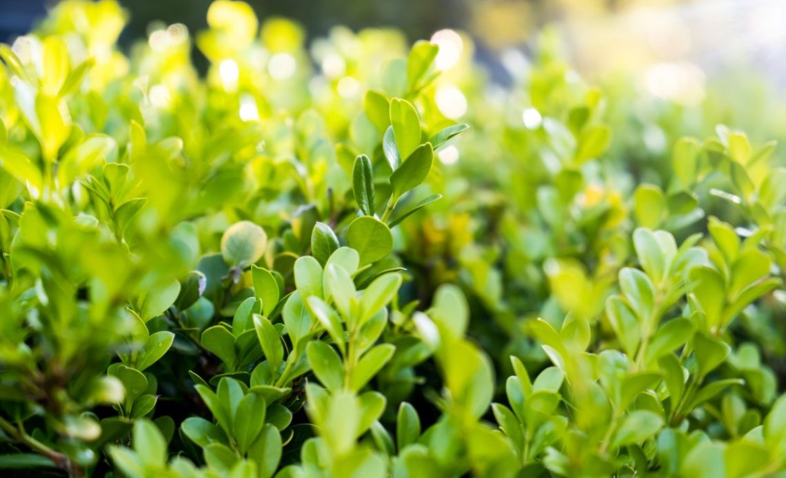 Żywopłot z bukszpanu