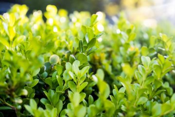 Żywopłot z bukszpanu - jak sadzić i pielęgnować niskie obwódki?