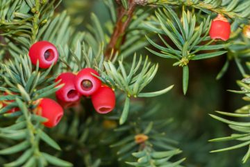 Żywopłot z cisa - wybór odmiany i terminy sadzenia