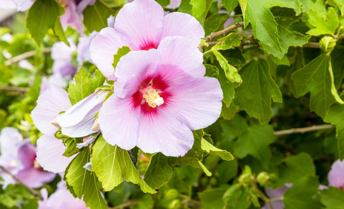 Żywopłot z hibiskusa ogrodowego