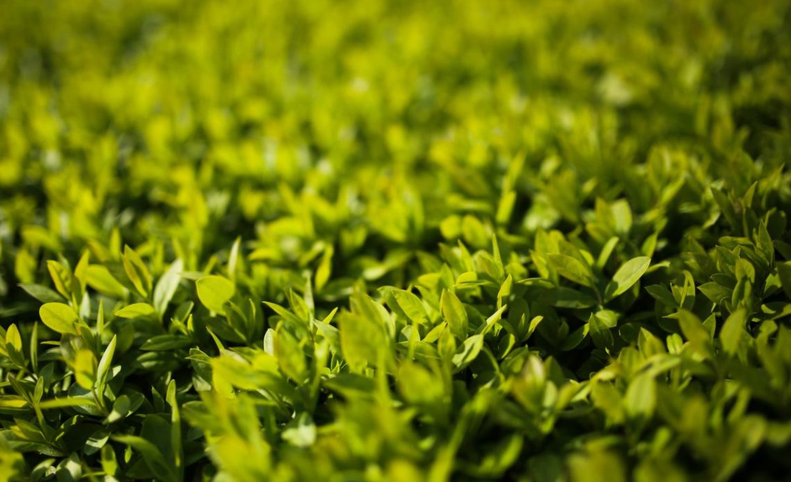 Żywopłot z ligustru