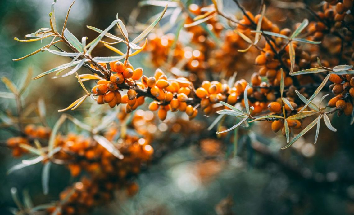 Żywopłot z rokitnika