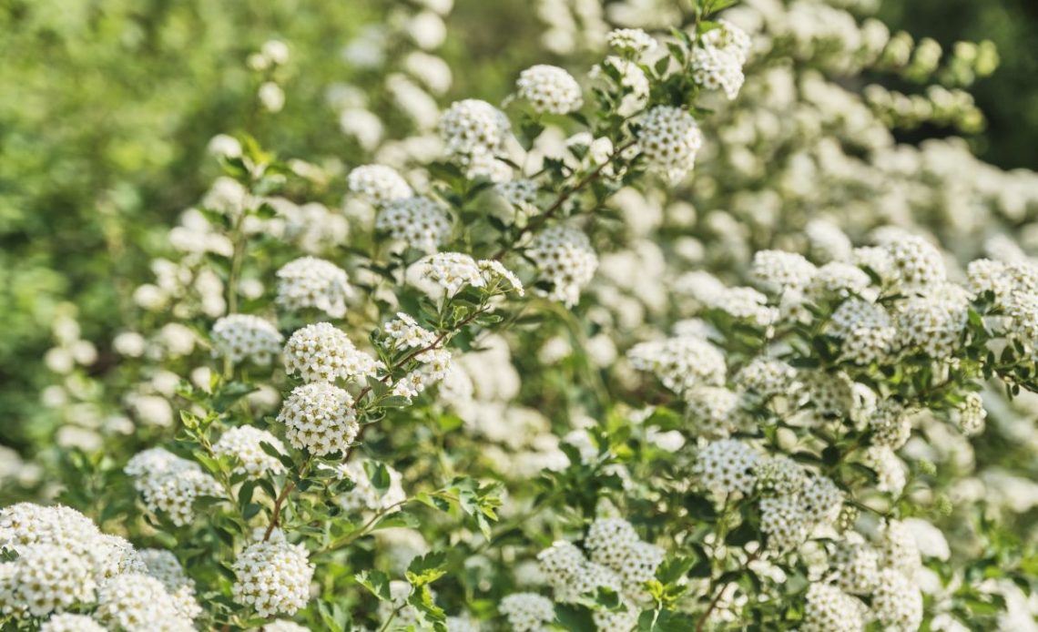 Żywopłot z tawuły