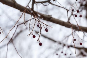 Przycinanie drzewek owocowych zimą - wszystko co musisz wiedzieć