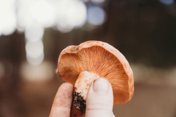 Rydze - czy nadają się do zamrażarki?