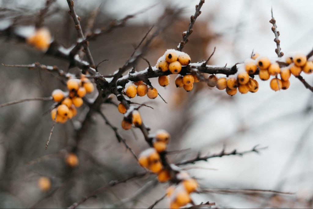 zima, drzewo owocowe